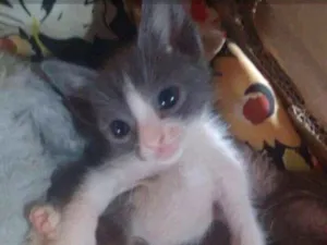 Gato raça  idade 2 a 6 meses nome Shakira