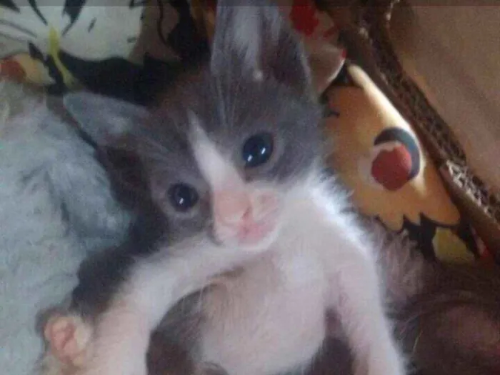 Gato ra a  idade 2 a 6 meses nome Shakira