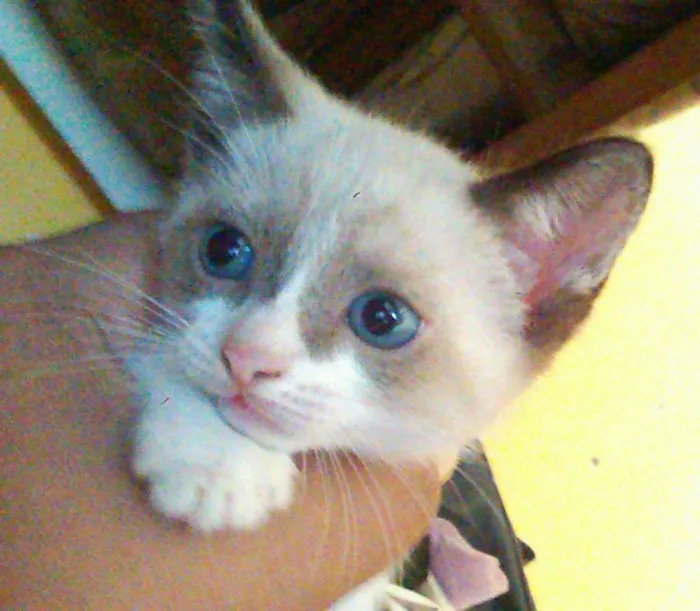 Gato ra a Siamês idade 2 a 6 meses nome Faustão