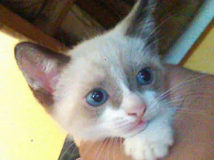 Gato raça Siamês idade 2 a 6 meses nome Faustão