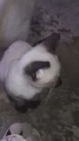 Paçoca
