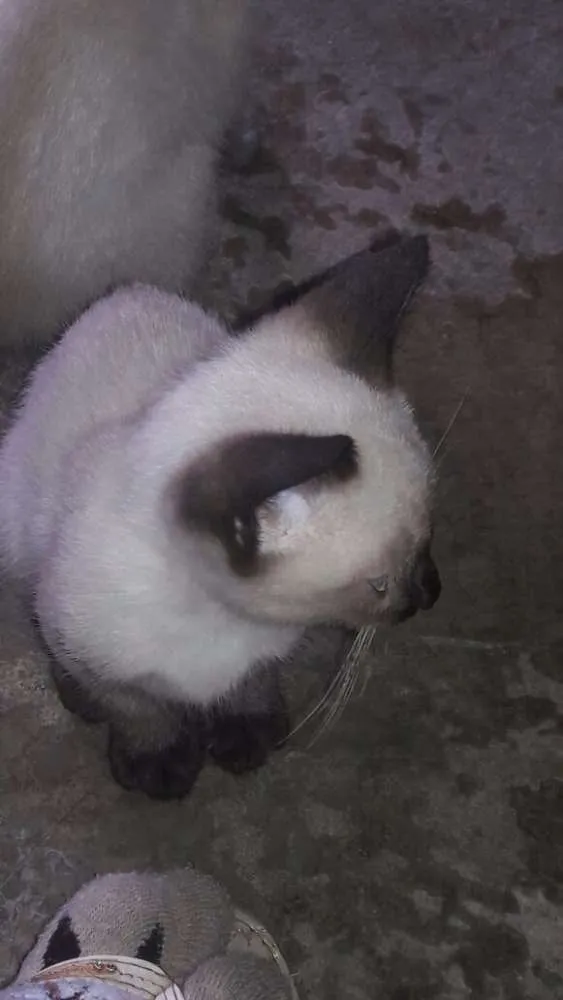 Gato ra a Siamês idade 2 a 6 meses nome Paçoca