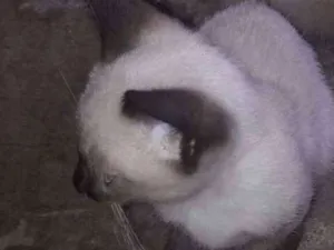 Gato raça Siamês idade 2 a 6 meses nome Paçoca