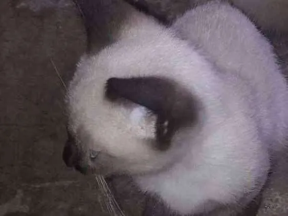 Gato ra a Siamês idade 2 a 6 meses nome Paçoca