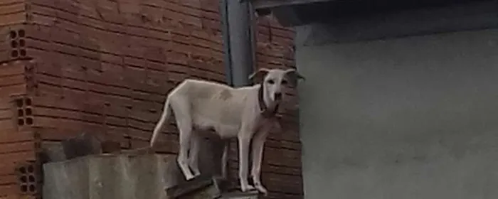 Cachorro ra a Sem raça definida idade 1 ano nome Genefi