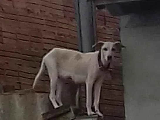 Cachorro ra a Sem raça definida idade 1 ano nome Genefi