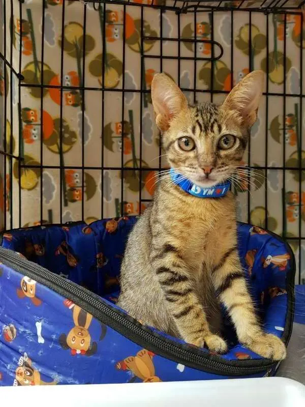 Gato ra a  idade 2 a 6 meses nome Habib
