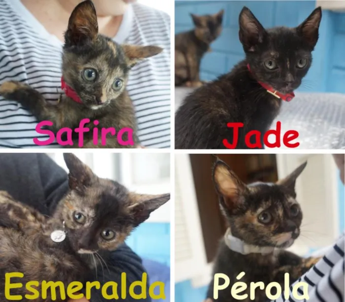 Gato ra a  idade Abaixo de 2 meses nome Gatinhas filhotes