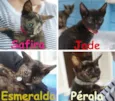 Gatinhas filhotes