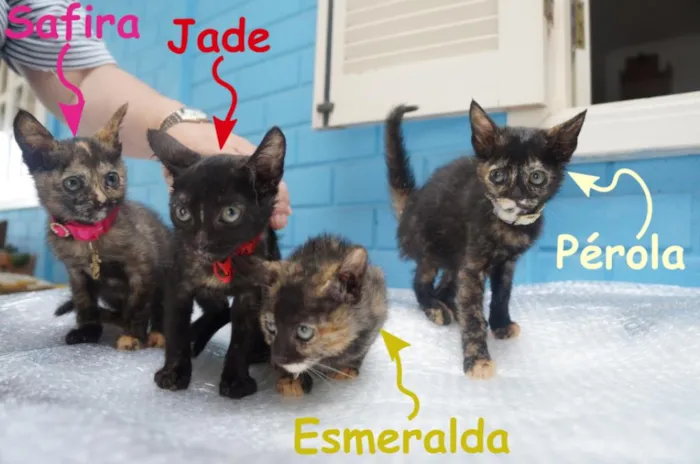 Gato ra a  idade Abaixo de 2 meses nome Gatinhas filhotes