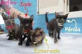 Gatinhas filhotes
