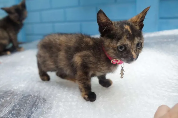 Gato ra a  idade Abaixo de 2 meses nome Gatinhas filhotes
