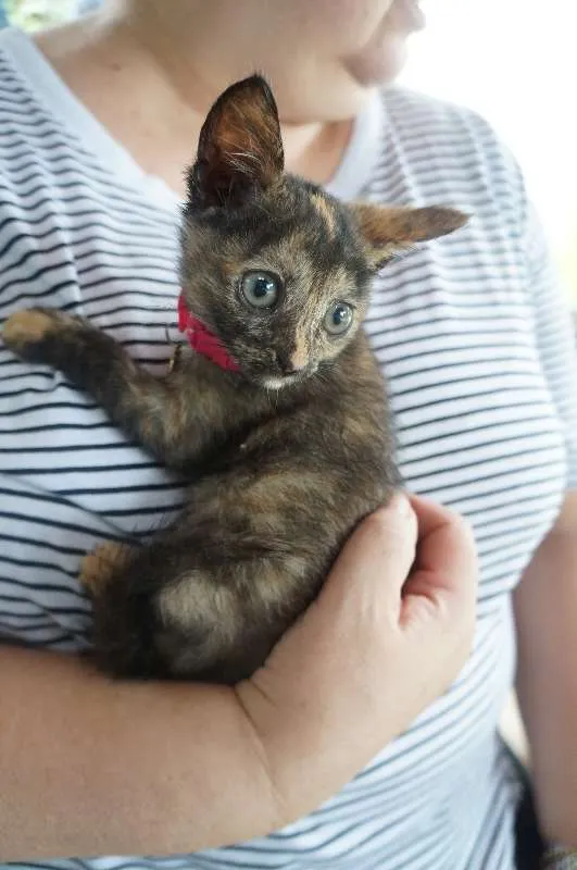Gato ra a  idade Abaixo de 2 meses nome Gatinhas filhotes