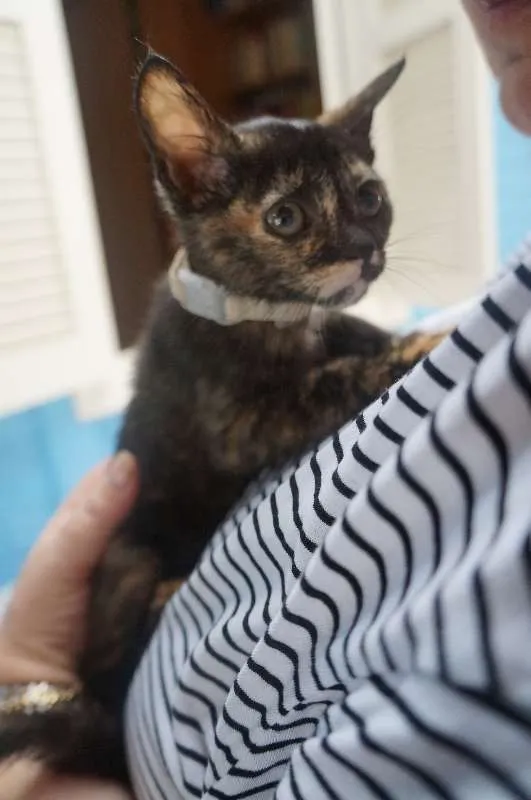 Gato ra a  idade Abaixo de 2 meses nome Gatinhas filhotes