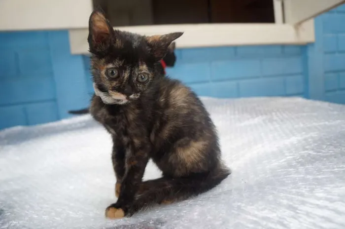 Gato ra a  idade Abaixo de 2 meses nome Gatinhas filhotes