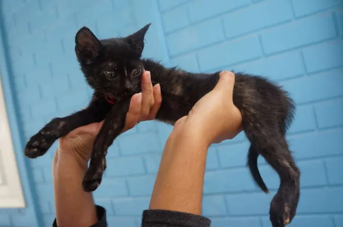 Gato ra a  idade Abaixo de 2 meses nome Gatinhas filhotes