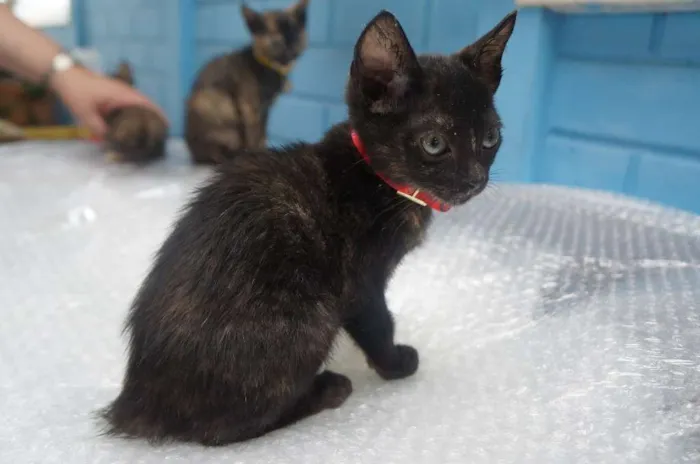 Gato ra a  idade Abaixo de 2 meses nome Gatinhas filhotes