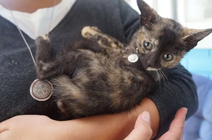 Gato ra a  idade Abaixo de 2 meses nome Gatinhas filhotes