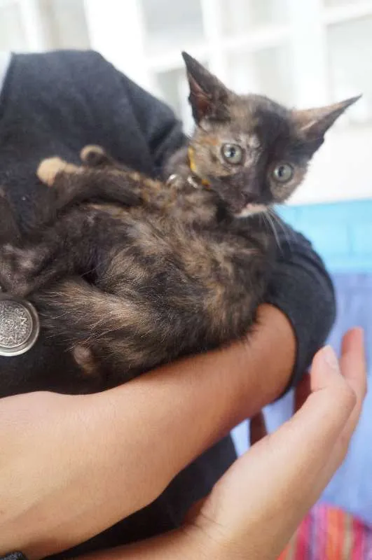 Gato ra a  idade Abaixo de 2 meses nome Gatinhas filhotes