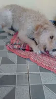 Ted