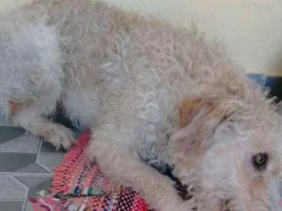Cachorro ra a Virá lata idade 2 anos nome Ted