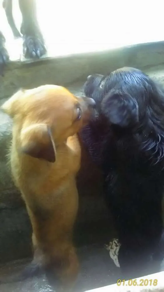 Cachorro ra a Vira lata com pinscher.  idade Abaixo de 2 meses nome Não tem nome