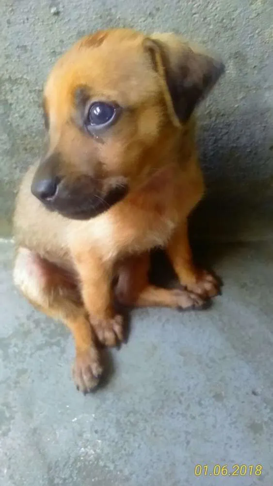 Cachorro ra a Vira lata com pinscher.  idade Abaixo de 2 meses nome Não tem nome