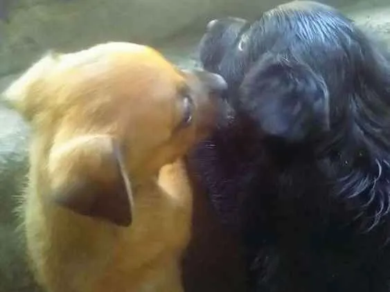 Cachorro ra a Vira lata com pinscher.  idade Abaixo de 2 meses nome Não tem nome