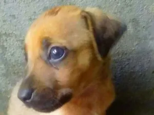 Cachorro raça Vira lata com pinscher.  idade Abaixo de 2 meses nome Não tem nome