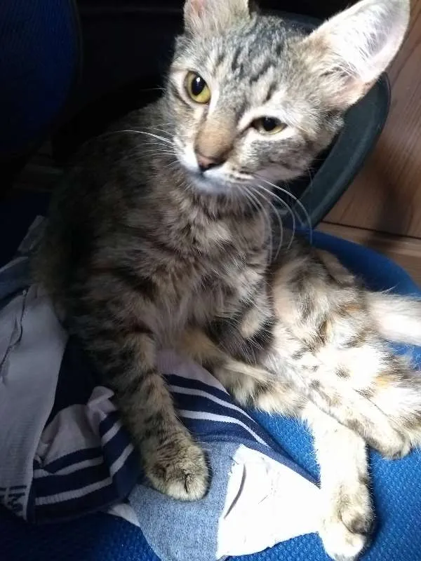 Gato ra a SRD idade 2 a 6 meses nome Maria Antonieta
