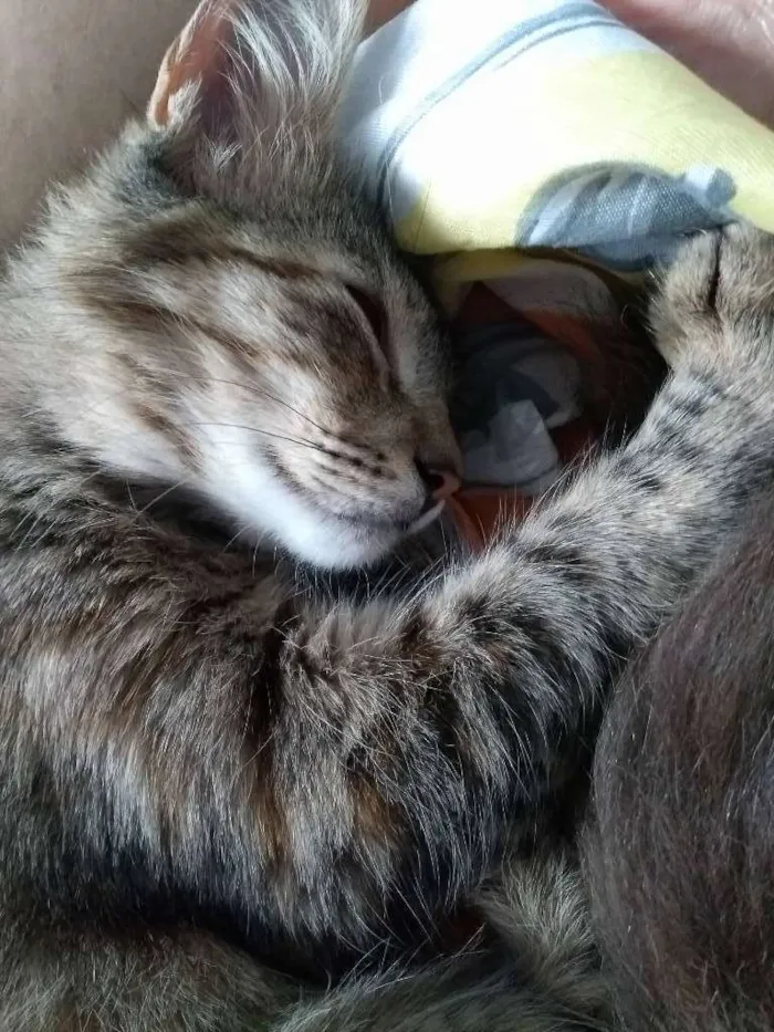 Gato ra a SRD idade 2 a 6 meses nome Maria Antonieta