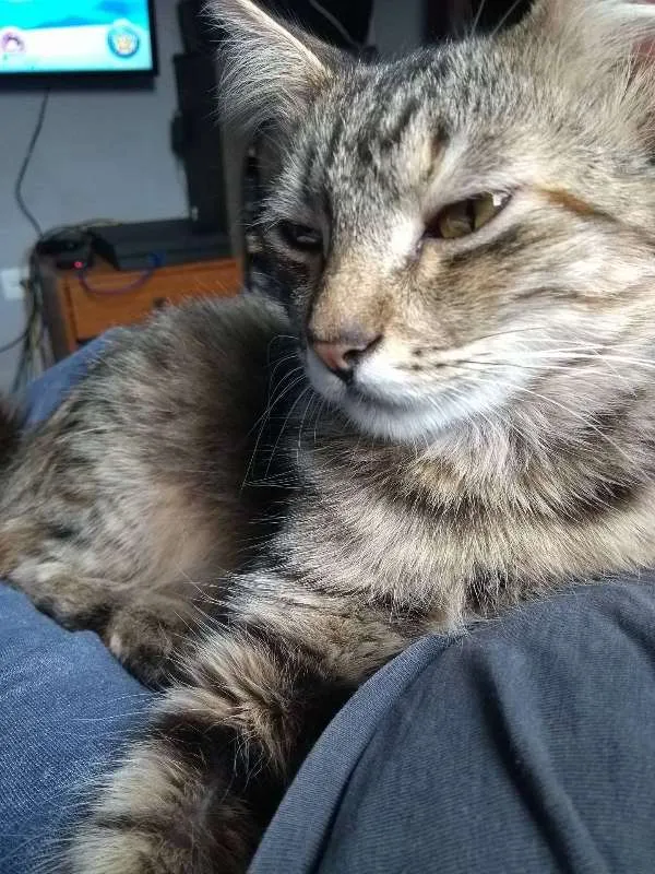 Gato ra a SRD idade 2 a 6 meses nome Maria Antonieta