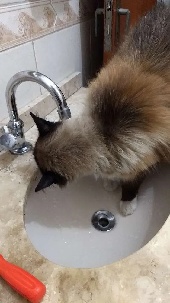 Gato ra a Siamês idade 6 ou mais anos nome Tchuco
