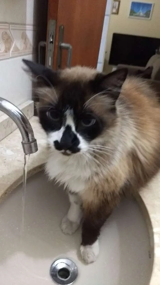 Gato ra a Siamês idade 6 ou mais anos nome Tchuco
