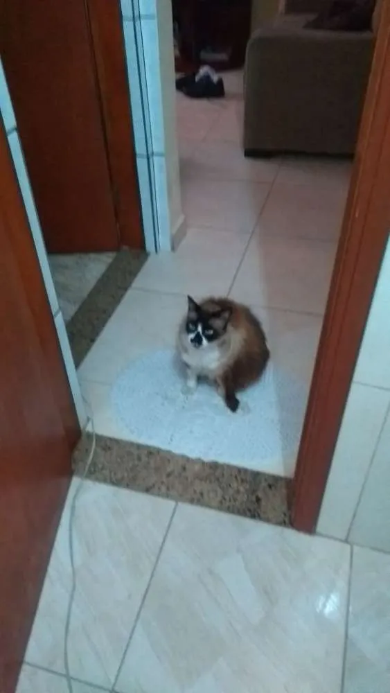 Gato ra a Siamês idade 6 ou mais anos nome Tchuco