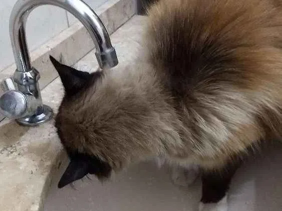 Gato ra a Siamês idade 6 ou mais anos nome Tchuco