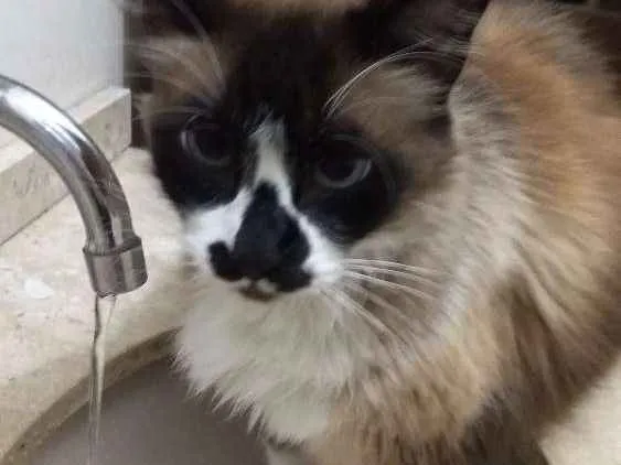 Gato ra a Siamês idade 6 ou mais anos nome Tchuco