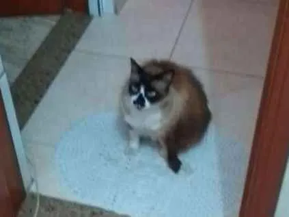 Gato ra a Siamês idade 6 ou mais anos nome Tchuco