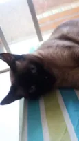 Maya