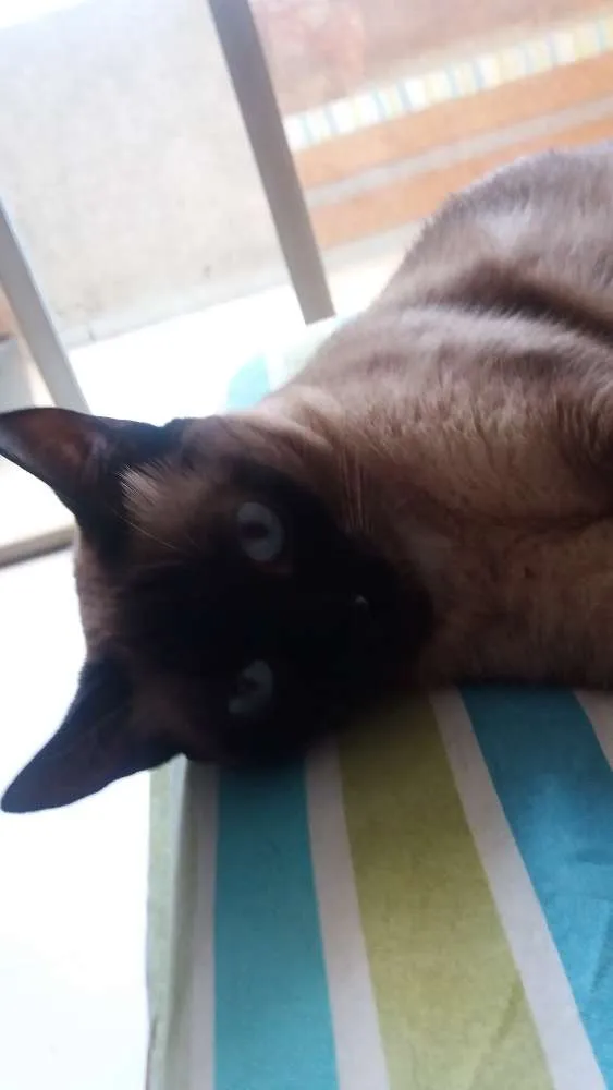 Gato ra a SRD idade 4 anos nome Maya