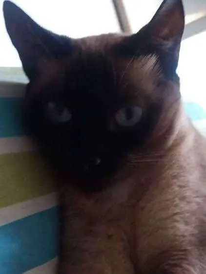 Gato ra a SRD idade 4 anos nome Maya