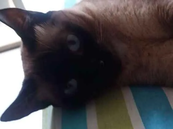 Gato ra a SRD idade 4 anos nome Maya