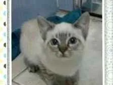 Gato ra a Desconhecida idade 2 a 6 meses nome Miu e Filhinha (Mãe)