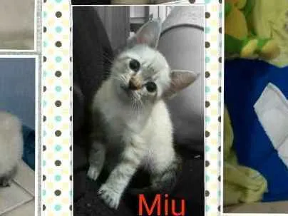Gato ra a Desconhecida idade 2 a 6 meses nome Miu e Filhinha (Mãe)