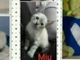 Miu e Filhinha (Mãe)