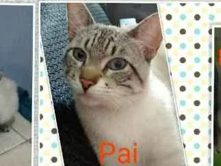 Gato ra a Desconhecida idade 2 a 6 meses nome Miu e Filhinha (Mãe)
