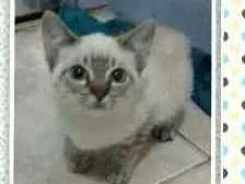 Gato ra a Desconhecida idade 2 a 6 meses nome Miu e Filhinha (Mãe)