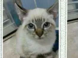 Gato ra a Desconhecida idade 2 a 6 meses nome Miu e Filhinha (Mãe)