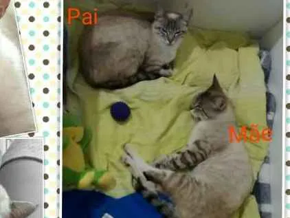 Gato ra a Desconhecida idade 2 a 6 meses nome Miu e Filhinha (Mãe)