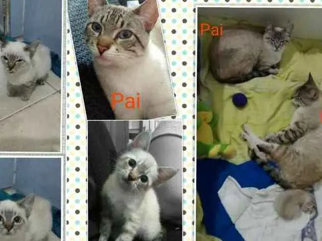 Gato ra a Desconhecida idade 2 a 6 meses nome Miu e Filhinha (Mãe)